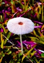 Beautiful small mushroom