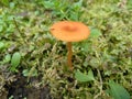 Little golden mushroom2