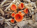 Beautiful small mushroom in the grass Royalty Free Stock Photo