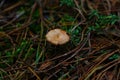 Beautiful small mushroom on the ground with wet grass in the garden or park Royalty Free Stock Photo