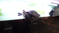 Beautiful small musk turtle sits on a stone Sternotherus odoratus.