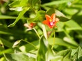 Beautiful small one red scarlet pimpernel on forest green floor