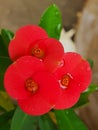 a beautiful small orane flowers in the green garden