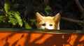 Beautiful small orange cat on the roof Royalty Free Stock Photo