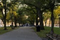 Park trees with yellow leaves