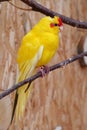 Beautiful small parrot with colorful feathers sits on branch in an aviary Royalty Free Stock Photo