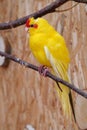 Beautiful small parrot with colorful feathers sits on branch in an aviary Royalty Free Stock Photo