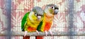 A beautiful small parrot couple was in cage, Bangkok Thailand Royalty Free Stock Photo