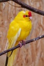 Beautiful small parrot with yellow feathers sits on branch in an aviary Royalty Free Stock Photo