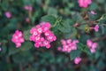 Beautiful and small pink flowers with unfocused green background