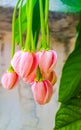 Beautiful small pink hanging flowers Royalty Free Stock Photo