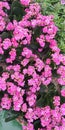 Beautiful small pink perple orcid flowe Royalty Free Stock Photo