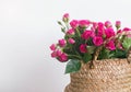 Beautiful small pink roses in the basket close-up Royalty Free Stock Photo