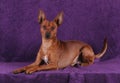 A beautiful small pinscher is lying on a lilac background