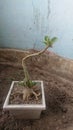 Beautiful small plant in pot taken from closeup