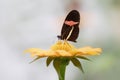 Beautiful The Small Postman Butterfly Heliconius erato on a beautiful orange flower Gerbera in a summer garden. Royalty Free Stock Photo