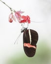 Beautiful The Small Postman Butterfly Heliconius erato butterfly hanging upside down on a pink/red flower in a summer garden. Royalty Free Stock Photo