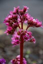 Beautiful small purple flower on a stem and blurry background