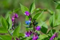 Beautiful small purple flowers of Lathyrus vernus