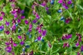 Beautiful small purple flowers of Lathyrus vernus