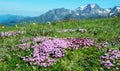 Beautiful small purple flowers in the mountain Royalty Free Stock Photo