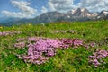 Beautiful small purple flowers in the mountain Royalty Free Stock Photo