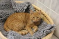 Beautiful red haired cat is lying in the basket Royalty Free Stock Photo