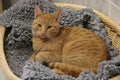 Beautiful red haired cat is lying in the basket Royalty Free Stock Photo
