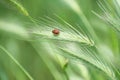 Beautiful small red ladybug is sitting on a decorative spikelet