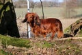 A beautiful small red long haired teckel is standing in the garden