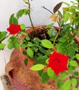 Beautiful small red roses in pots Royalty Free Stock Photo