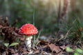 Beautiful small red and white fly agaric poisonous musroom in deep magic forest. Fairy tale scenic view of toadstool Royalty Free Stock Photo