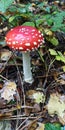 Closeup of a fly agaric in the fores Royalty Free Stock Photo