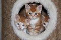 Beautiful small red and white kitten are sitting in a scratching post and looking out Royalty Free Stock Photo