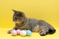 Beautiful small scottish straight kitten sitting with colored easter eggs on yellow background Royalty Free Stock Photo