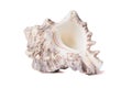 Beautiful small sea shell close up isolated Royalty Free Stock Photo