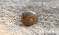 A beautiful small sea shell isolated on a tropical white sand beach Royalty Free Stock Photo