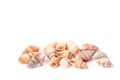 Beautiful small sea shells isolated on white background Royalty Free Stock Photo