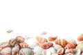 Beautiful small sea shells isolated on white background with copy space Royalty Free Stock Photo