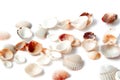 Beautiful small sea shells isolated on white background. Sea holidays Royalty Free Stock Photo