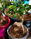 Beautiful small Serissa Bonsai Tree