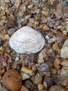 Beautiful small shell Royalty Free Stock Photo