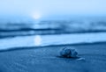 Beautiful small shell on the sandy beach Classic blue color Royalty Free Stock Photo