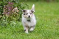 Beautiful small shetland sheepdog sheltie puppy walking on garden grass