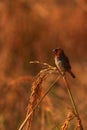 beautiful small song bird scaly breasted munia or spotted munia or nutmeg mannikin (lonchura punctulata) Royalty Free Stock Photo