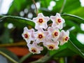 Beautiful small star shaped flowers of wax plant