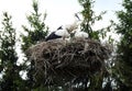 Three young stork birds in nest, Lithuania Royalty Free Stock Photo