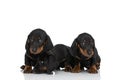 Beautiful small teckel dachshund puppies looking to side and smelling Royalty Free Stock Photo