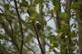 A beautiful tit which rests on a branch, with a verse in the beak. Front view Royalty Free Stock Photo