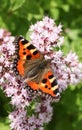 A beautiful Small Tortoiseshell Butterfly Aglais urticae nectaring on a flower with its wings open.